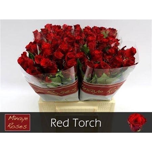 R Gr Red Torch