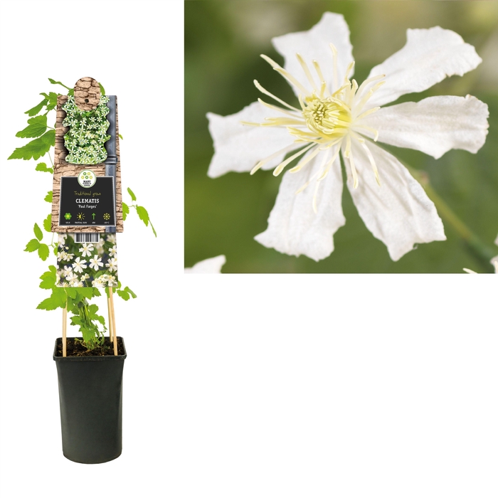 <h4>Clematis 'Paul Farges' +3.0 label</h4>