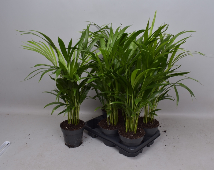 <h4>DYPSIS LUTESCENS</h4>