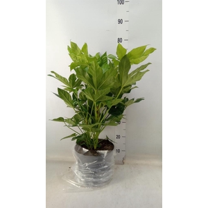 Fatsia japonica   ...