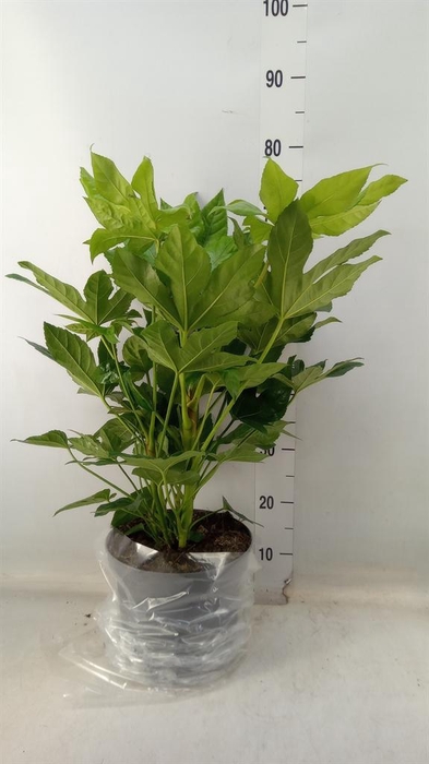 <h4>Fatsia japonica   ...</h4>