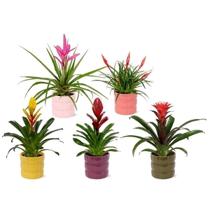 Bromelia overig gemengd 10 soorten