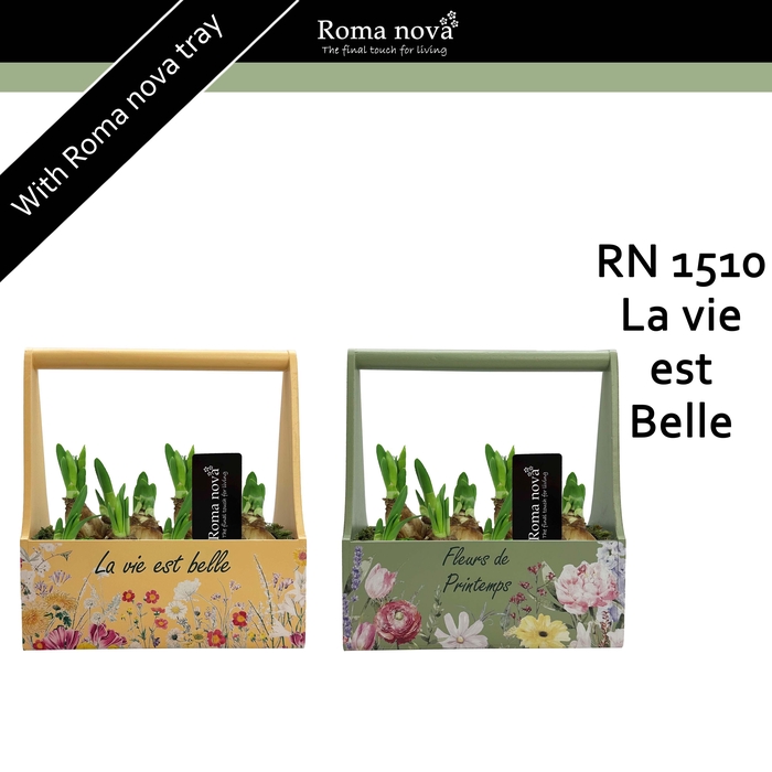 <h4>1510 - La vie est Belle (Tete a Tete)</h4>