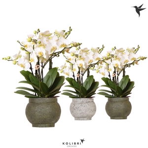 Kolibri Orchids Phalaenopsis Lausanne 6spike in Ancient green mix