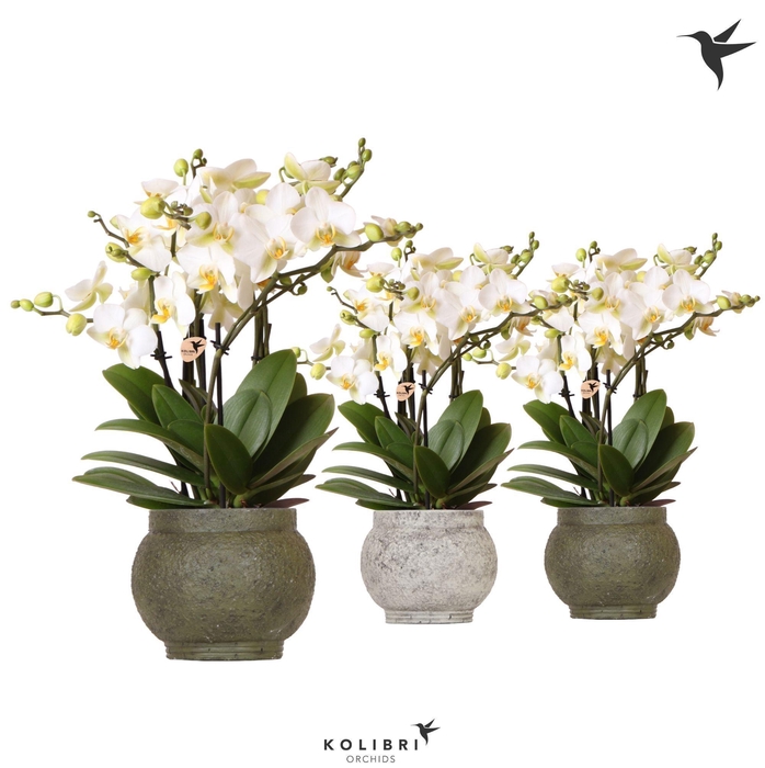 <h4>Kolibri Orchids Phalaenopsis Lausanne 6spike in Ancient green mix</h4>