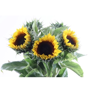 Helianthus Sunrich Orange Extra