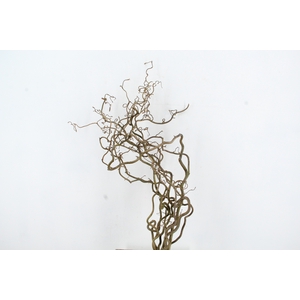 CORYL AV CONTORTA 2 JARIG 080CM