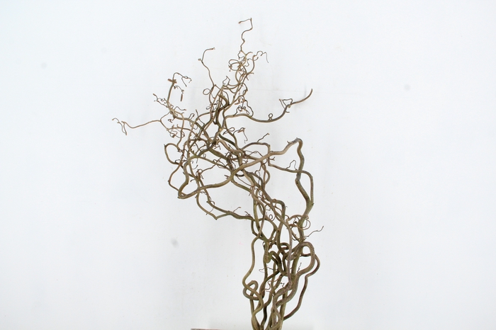 <h4>CORYL AV CONTORTA 2 JARIG 080CM</h4>