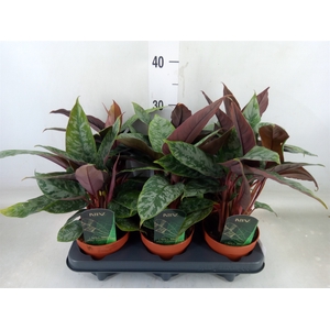 Apoballis acuminatissima