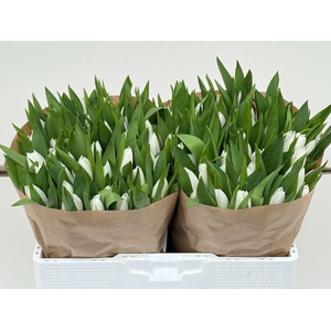 Tulipa si sensation white