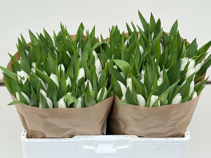 <h4>Tulipa si sensation white</h4>