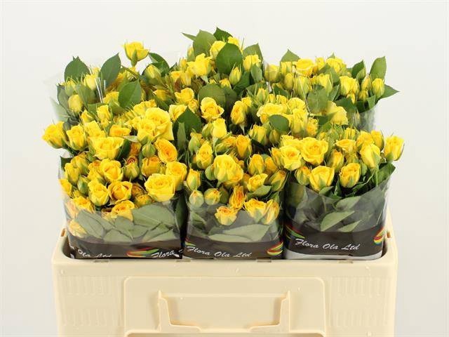 <h4>R TR YELLOW BABE</h4>