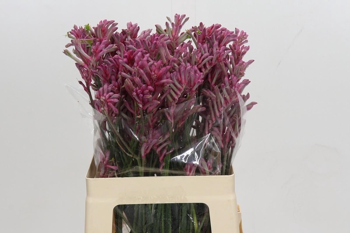 <h4>Anigozanthos Mini Pearl</h4>