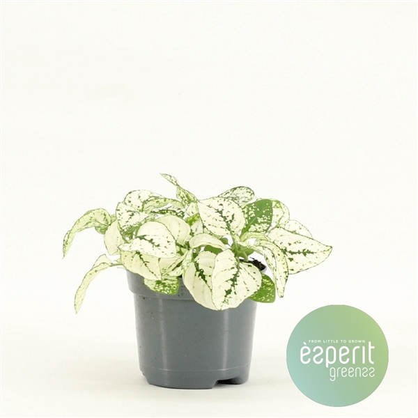 <h4>Hypoestes White</h4>