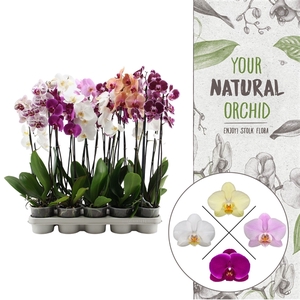 Your Natural Orchid | A2 mix | Phalaenopsis 2 spike