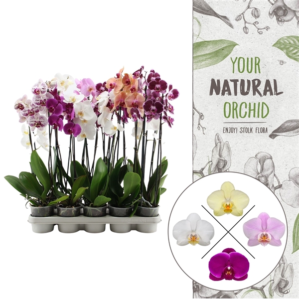 <h4>Your Natural Orchid | A2 mix | Phalaenopsis 2 spike</h4>