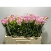 Camp M Champion Rose
