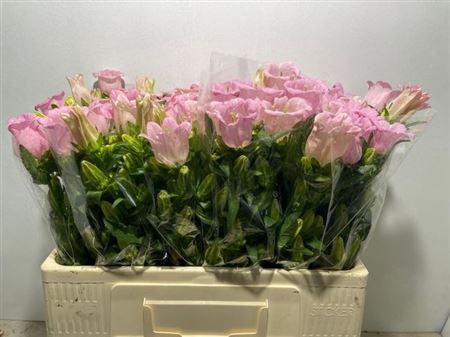 Camp M Champion Rose