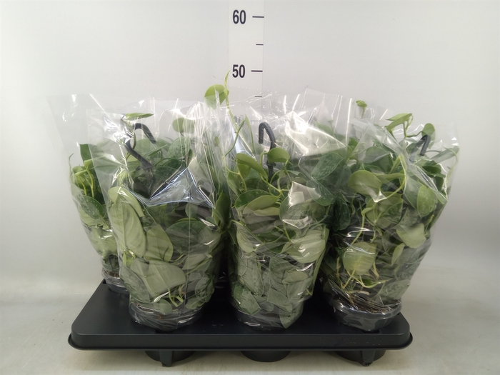 <h4>Scindapsus pictus 'Silvery Ann'</h4>