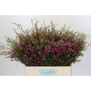 Chamelaucium Rotem