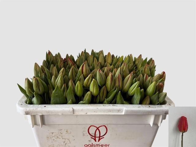 <h4>TU EN PARADE ROOD</h4>