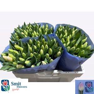 <h4>TU EN GHOST</h4>