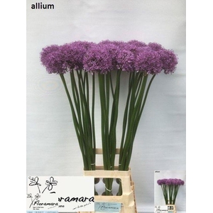 ALLIUM GLADIATOR#