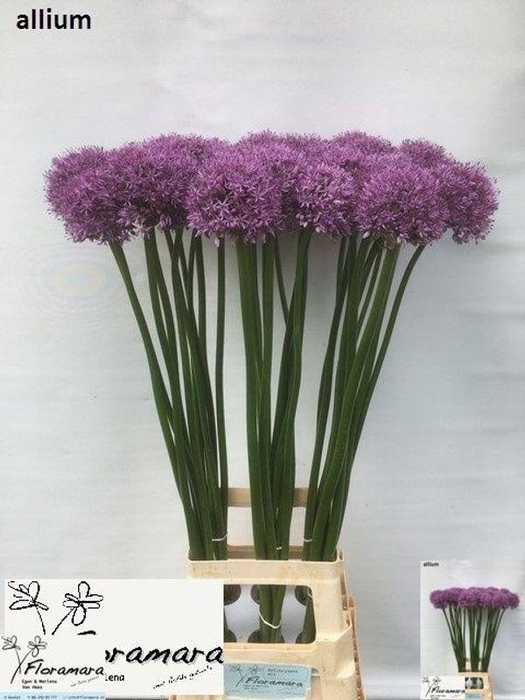 <h4>ALLIUM GLADIATOR#</h4>