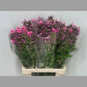 Phlox P Kiki