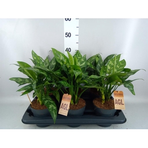 Aglaonema KB 'Maria'