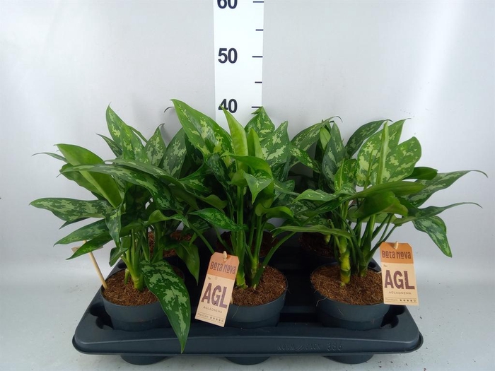 <h4>Aglaonema KB 'Maria'</h4>