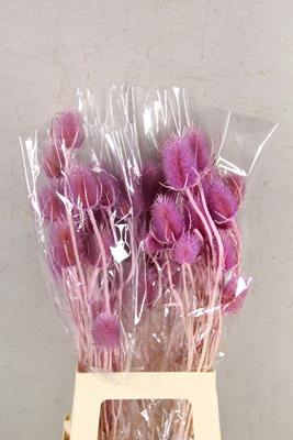 Df Dipsacus Li. Purple Bs 130g