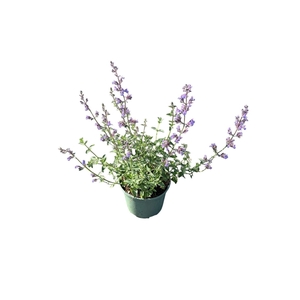 Nepeta Walkers Low