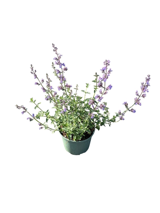 <h4>Nepeta Walkers Low</h4>