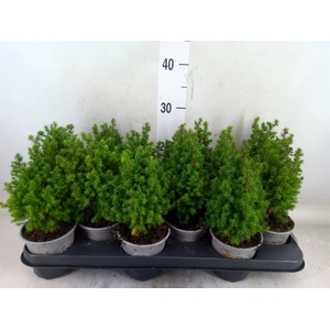 Chamaecyparis thyo. 'Alpica'