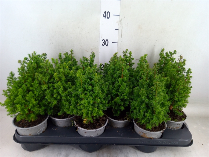 <h4>Chamaecyparis thyo. 'Alpica'</h4>