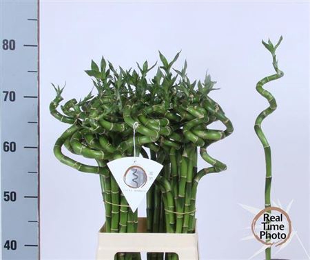 <h4>Drac Lucky Bamboo 70 Cm</h4>