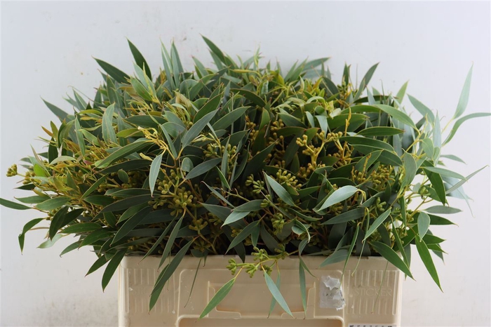 <h4>Euca Amber Nut Berry 50cm</h4>