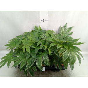 Fatsia japonica 'Variegata'