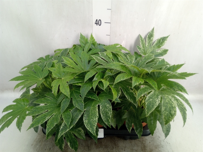 Fatsia japonica 'Variegata'