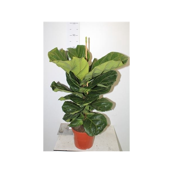 <h4>Ficus Lyrata In Hoes ++++++</h4>