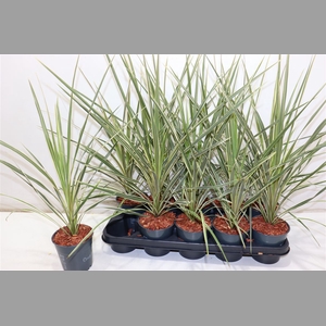 Cord Aus Variegat