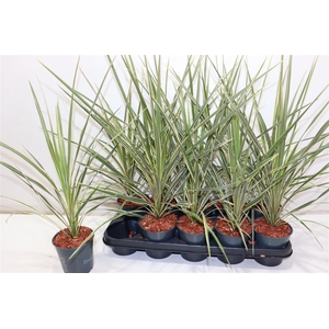 Cord Aus Variegat