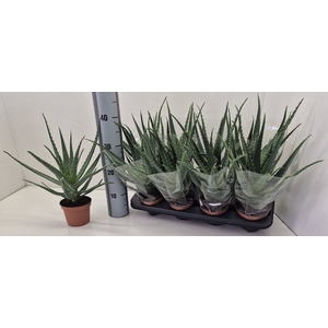 ALOE ARBORESCENS