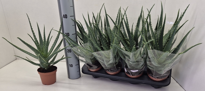 <h4>ALOE ARBORESCENS</h4>