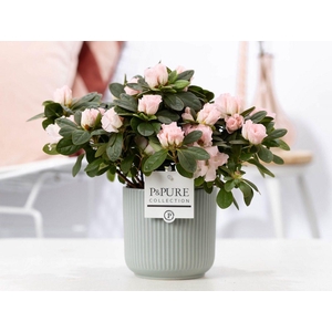 1st class Azalea pink in P&PURE Sophie ceramics green
