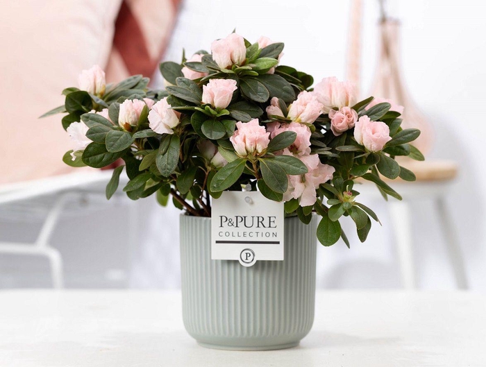 <h4>1st class Azalea pink in P&PURE Sophie ceramics green</h4>