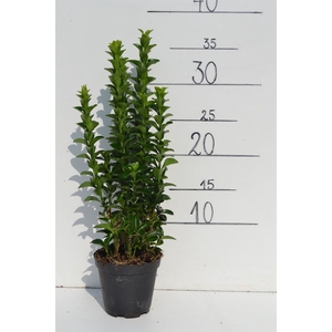 Euonymus japon. 'Green Spire'