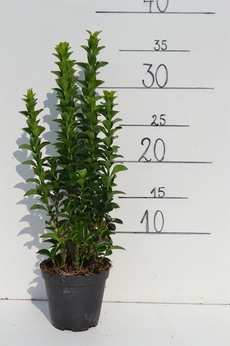 <h4>Euonymus japon. 'Green Spire'</h4>