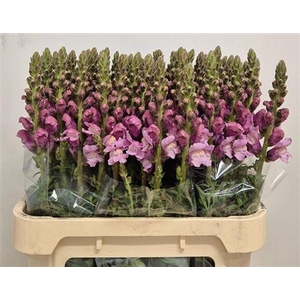 Antir Potomac Lavendel